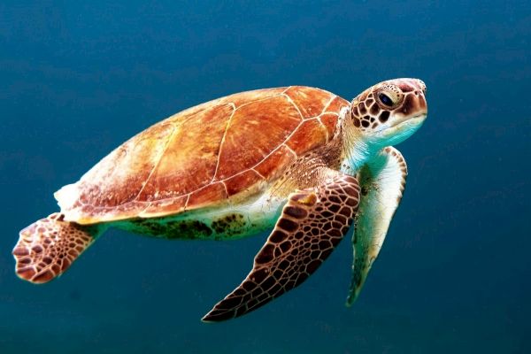 A sea turtle with a brown and green shell swims gracefully underwater against a deep blue background, displaying an elegant, serene look.