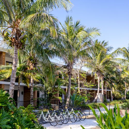 The image shows a row of bicycles lined up in front of a tropical resort with lush greenery and tall palm trees under a clear blue sky.