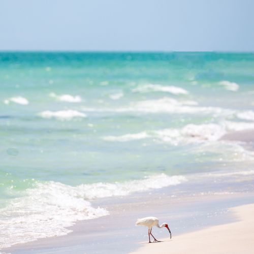 A white bird is walking along a sandy beach with the turquoise ocean in the background and gentle waves reaching the shore.